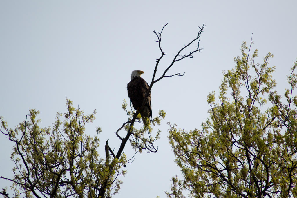 The Sentinel