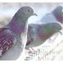 121 - Pigeons