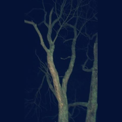 Ominous Trees by ProblemsAreMyThing on DeviantArt