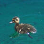 Baby Duckling 2