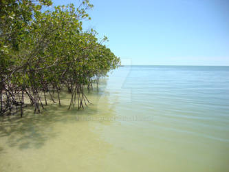 Mangroves