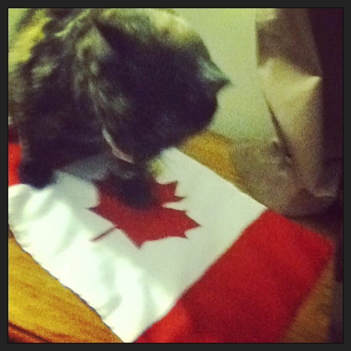 my cat with my Canada flag