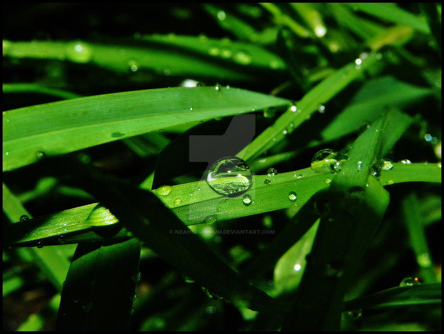 Spring Raindrops I