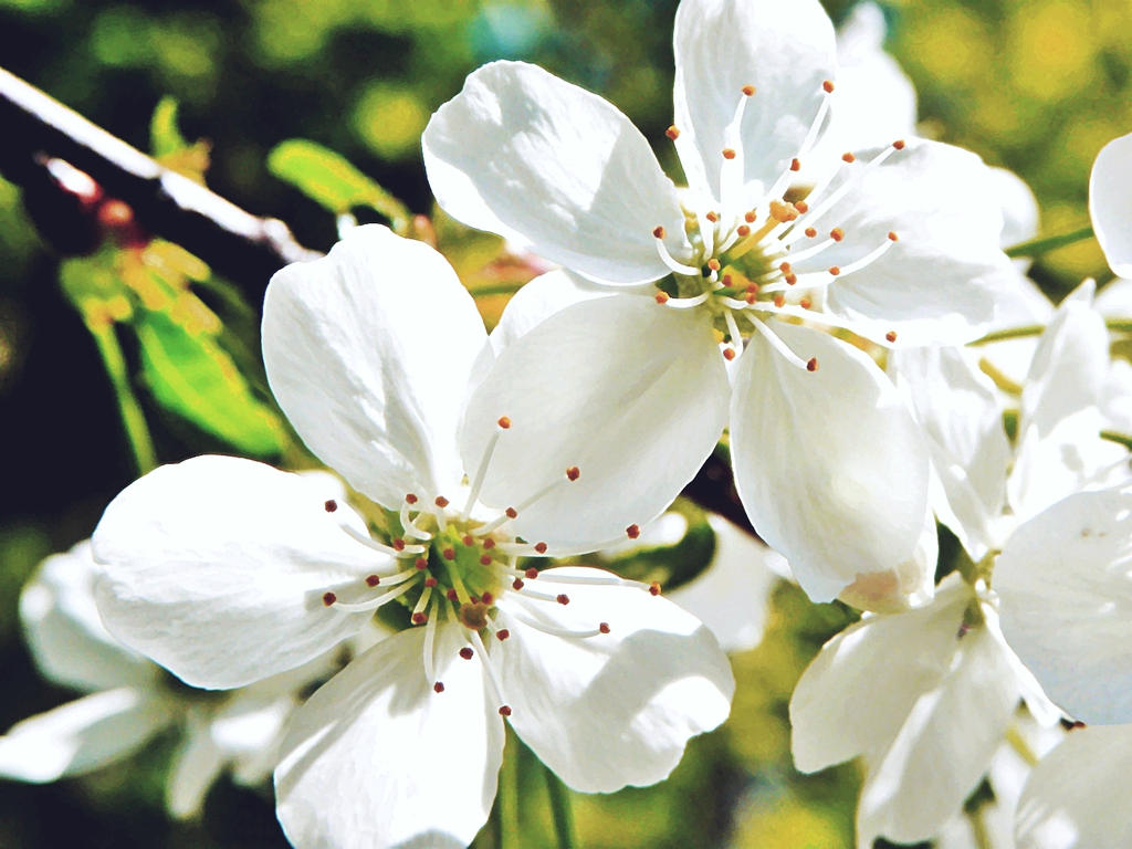 Two Spring Blossoms