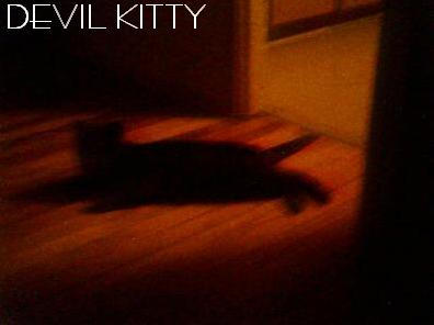 evil kitty