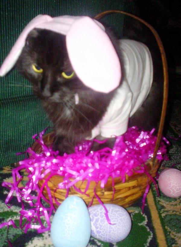 Easter Kitty Dressup