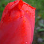 A Rose In The Rain