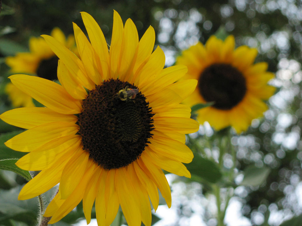 Bee on the Sunflowers