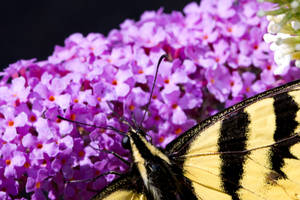 What's on the butterfly bush?