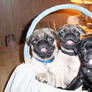 3 Pugs smiling