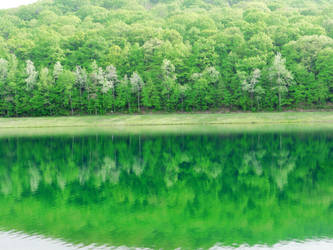 Mirror Forest