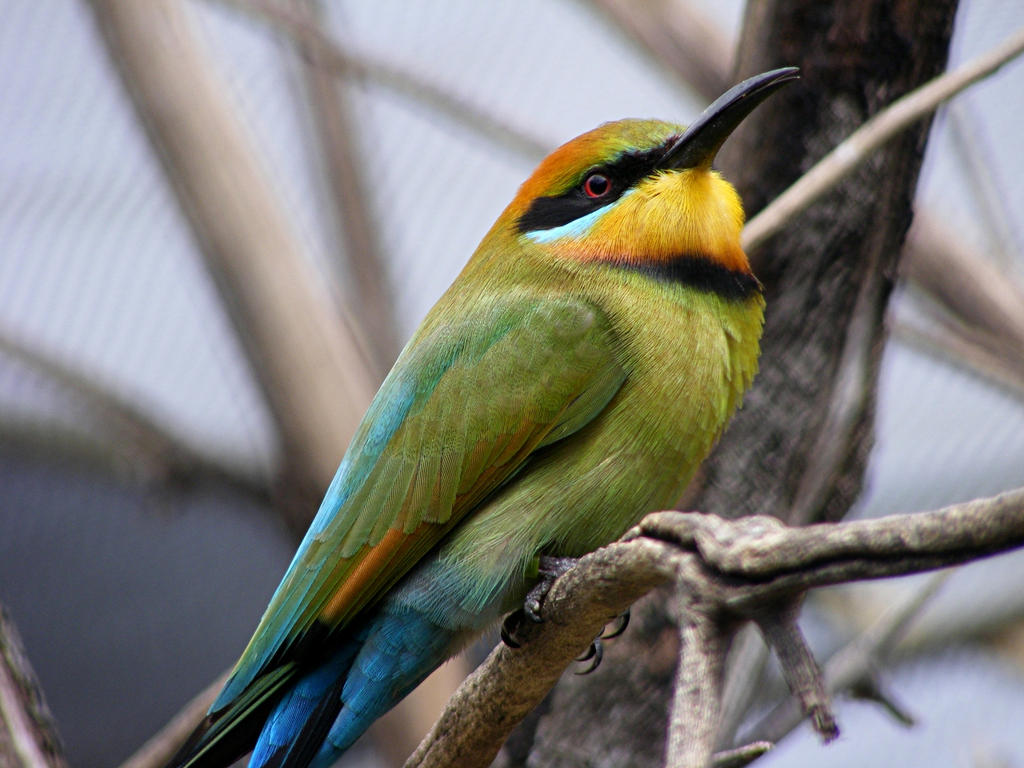 Bee-eater Pride by Ratabago