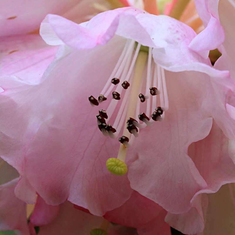 Pink Organza