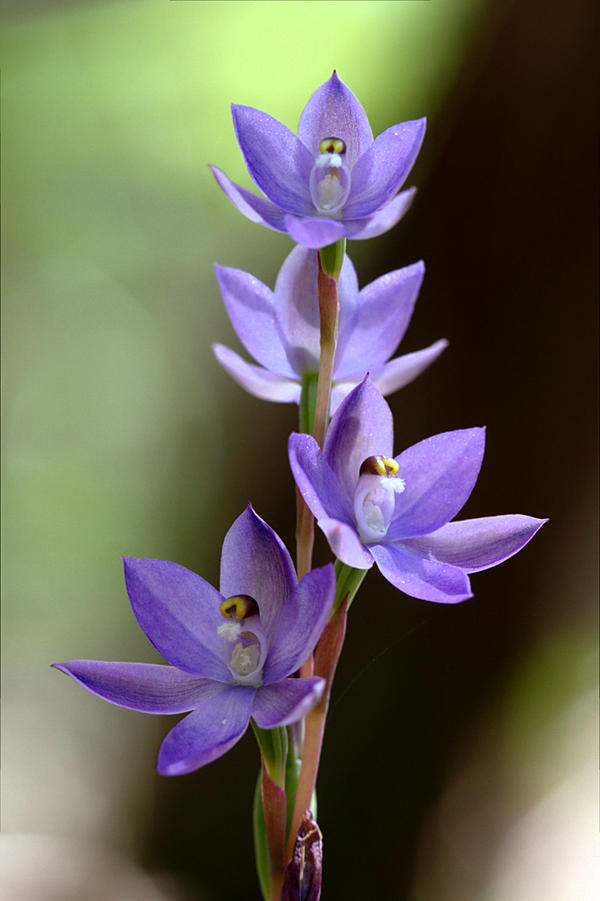 Azure Sun Orchid By Ratabago On DeviantArt azure-sun-orchid-by-ratabago-on-deviantart