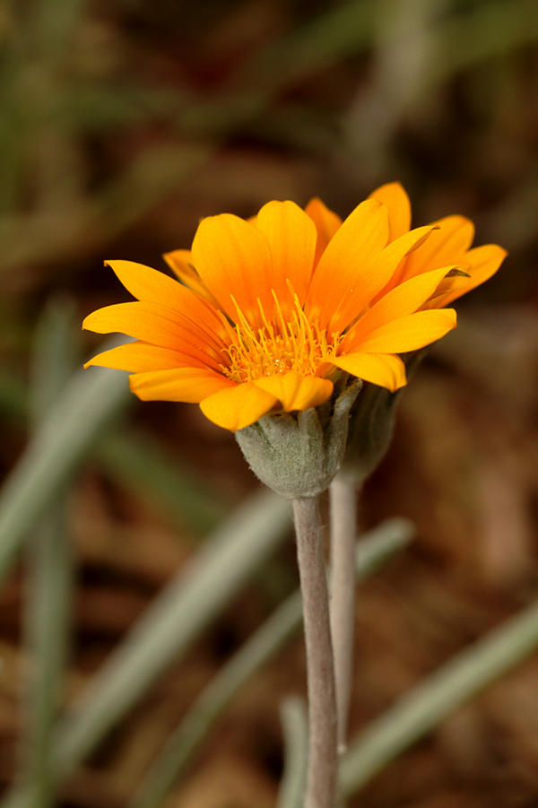 Orange Daisy