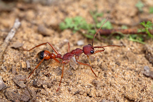 Honkin huge ant