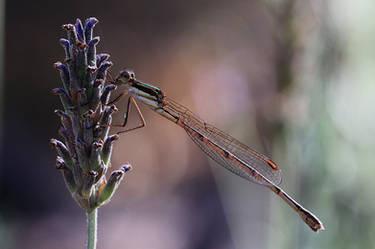 Damselfly on Lavender