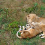 Lion Cuddle