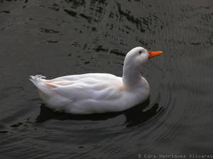 Pato blanco / White Duck