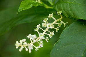 These White Flowers