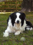Tennis Ball 01 by aleliaw