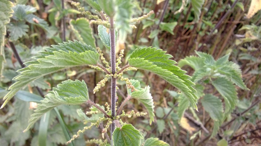 nettle leaf