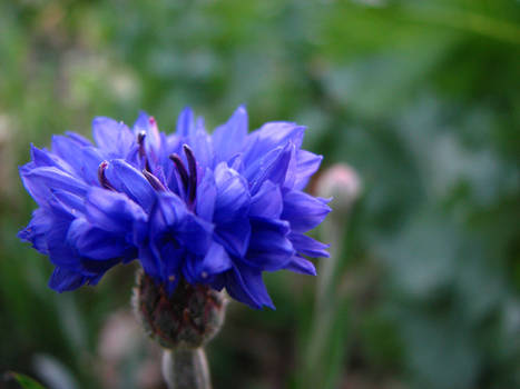 Blue Flower