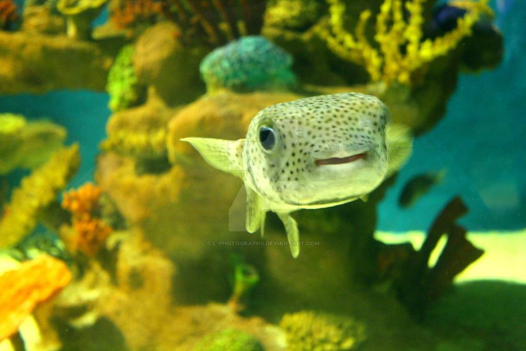 Colomadehappy Fish Happy Fish by L-Photographs on DeviantArt