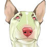 Locust the Bullterrier