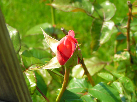 budding rose