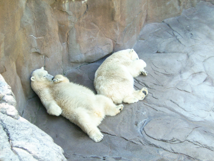 After Polar Bear Lovins