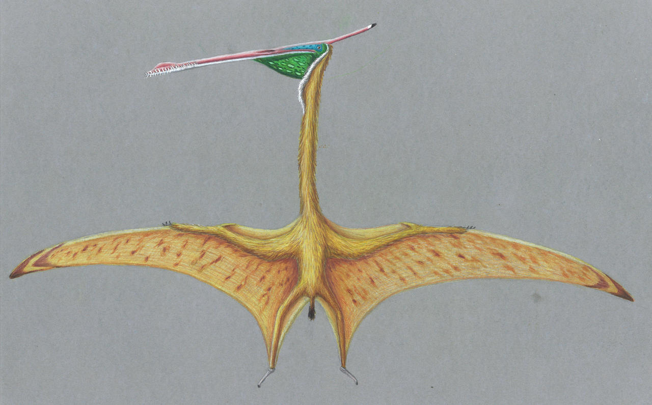 Moganopterus Moganopterus zhuiana by HugoPaleoart on DeviantArt