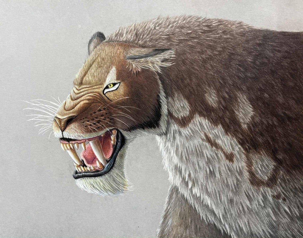 Homotheriini Homotherium latidens by HugoPaleoart on DeviantArt