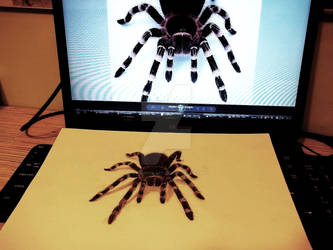 Spider 3D