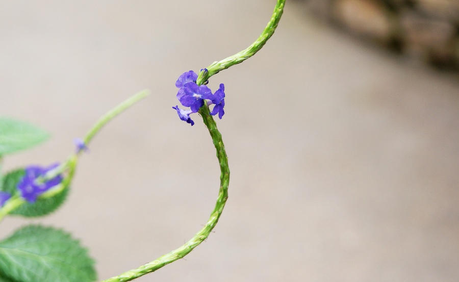 Purple Flower Vine