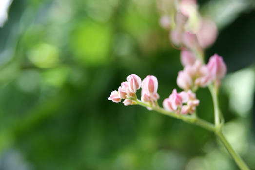 Pink Flowers