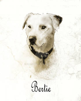 Bertie 1