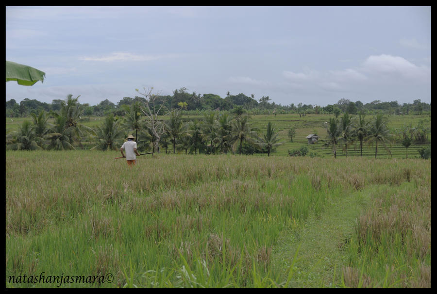 same farmer, another potrait