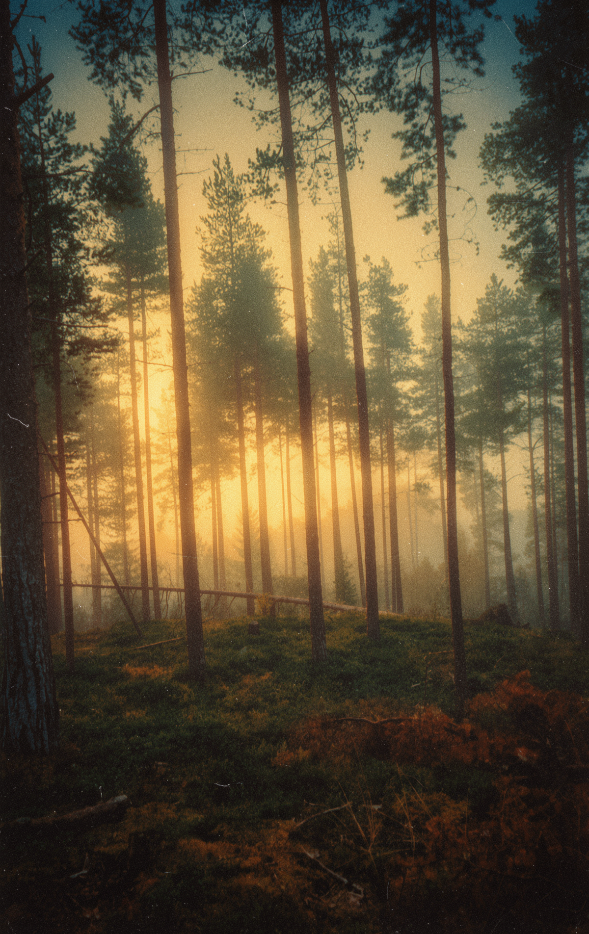 The light