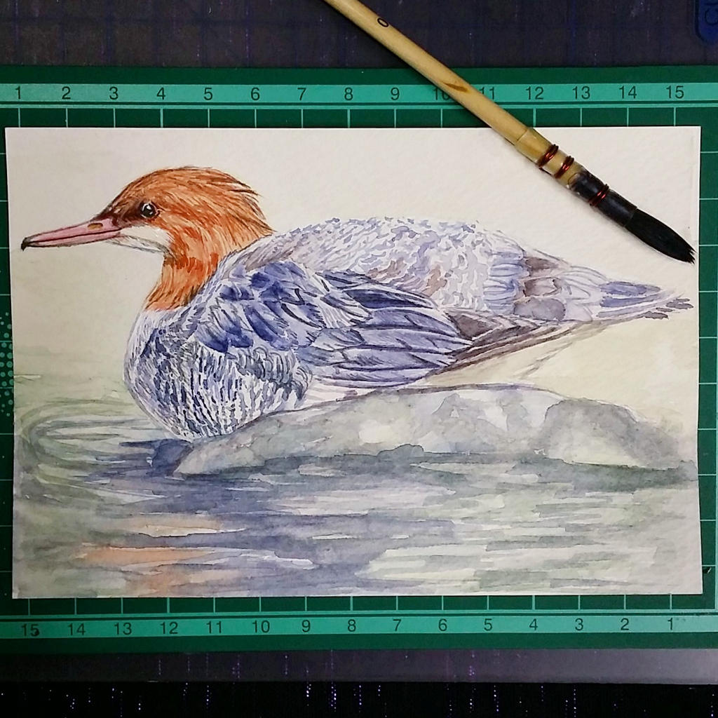 common merganser