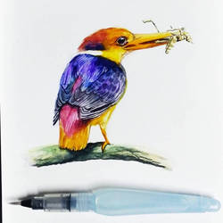 Oriental Dwarf Kingfisher