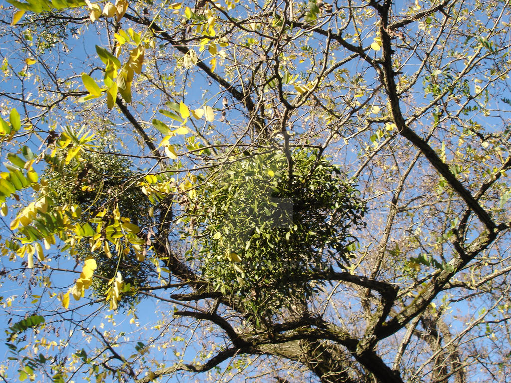 Under the Mistletoe