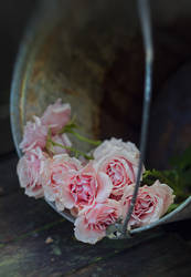 roses in a bucket 03