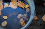 leaves in water by Anti-Pati-ya