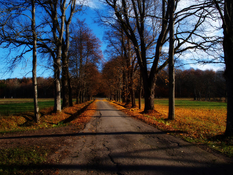 Autumn road