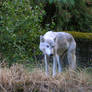 White Wolf 1