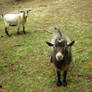 Goats 1
