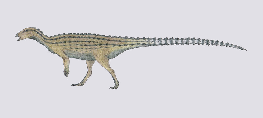 Scutellosaurus laweri