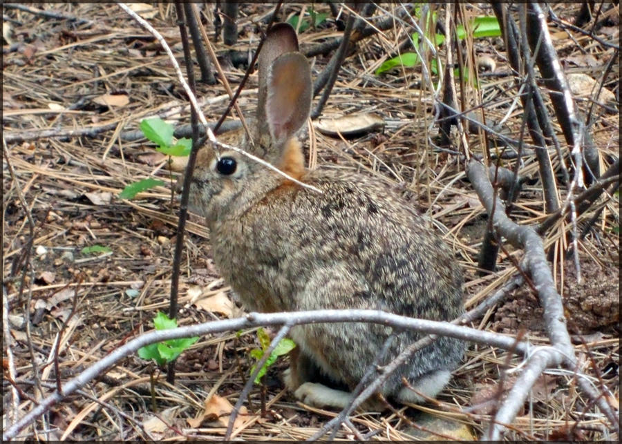 What Bunny Rabbit Camaflouges Rabbit Camouflage by Dangerous-Nargle on DeviantArt