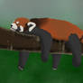 Sleepy Red Panda - Request by glitteringpeaches